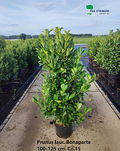 Prunus laur. Bonaparte