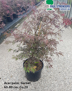 Acer palm. Garnet