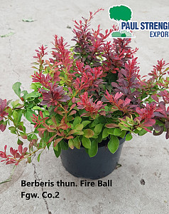 Berberis thun. Fire Ball