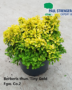 Berberis thun. Tiny Gold