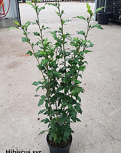 Hibiscus syr. Flower Tower Purple