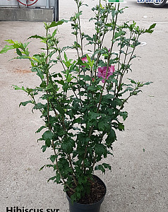 Hibiscus syr. Flower Tower Ruby