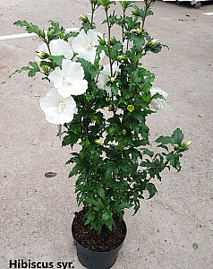 Hibiscus syr. Flower Tower White