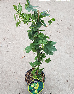 Humulus lupulus Nordbrau