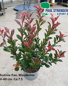 Photinia fras. Manderino