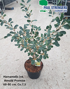 Hamamelis int. Arnold Promise 