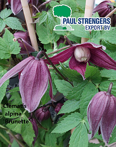 Clematis alpina 'Brunette'
