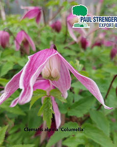 Clematis alpina 'Columella'