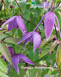 Clematis alpina 'Helsingborg'