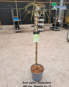 Acer palm. Dissectem