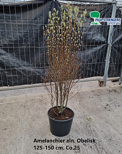 Amelanchier aln. Obelisk