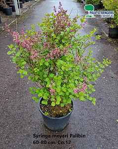 Syringa meyeri Palibin 