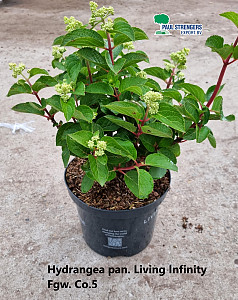 Hydrangea pan. Living Infinity