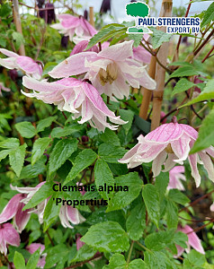 Clematis alpina 'Propertius' 