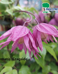 Clematis 'Cragside'
