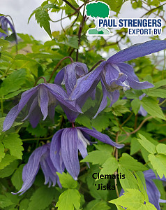 Clematis 'Jiska'