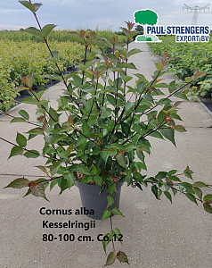 Cornus alba Kesselringii