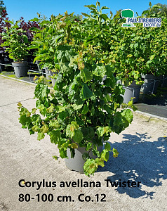 Corylus avellana Twister