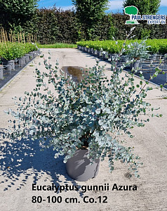 Eucalyptus gunnii Azura