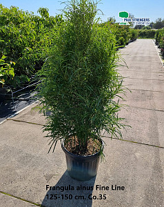 Frangula alnus Fine Line