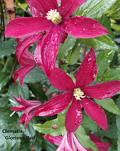 Clematis 'Glorious Red'