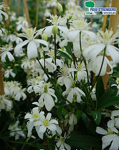 Clematis 'Pamela'