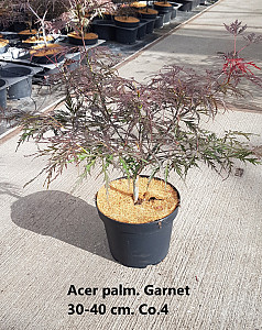 Acer palm. Garnet