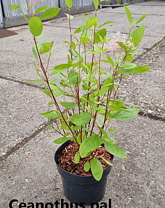 Ceanothus pal. Marie Simon
