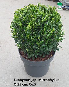 Euonymus jap. Microphyllus