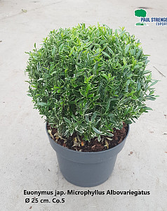 Euonymus jap. Microphyllus Albovariegatus