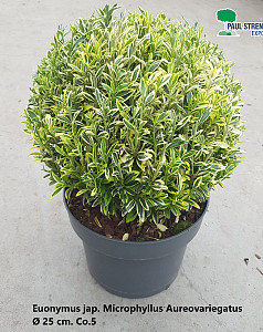 Euonymus jap. Microphyllus Aureovariegatus