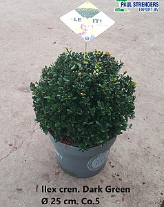 Ilex cren. Dark Green