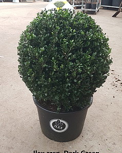 Ilex cren. Dark Green