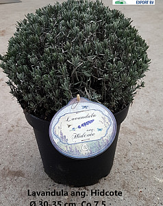 Lavandula ang. Hidcote