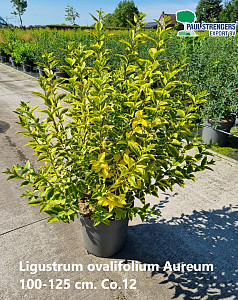 Ligustrum ovalifolium    