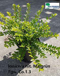 Lonicera nit. Maigrün