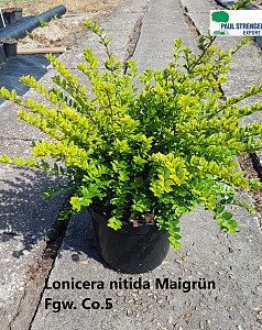Lonicera nit. Maigrün