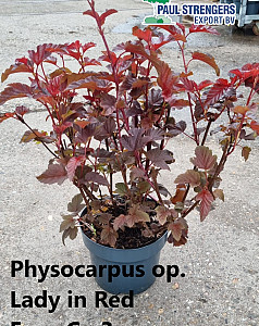 Physocarpus op. Lady in Red
