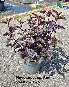 Physocarpus op. Panther