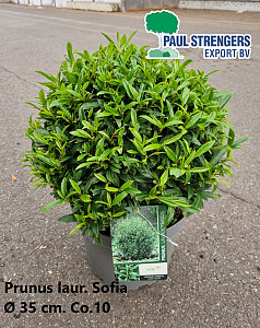 Prunus laur. Sofia