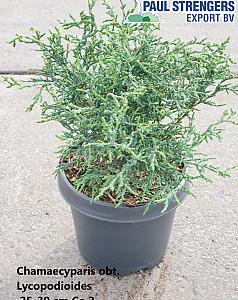 Chamaecyparis obt. Lycopodioides