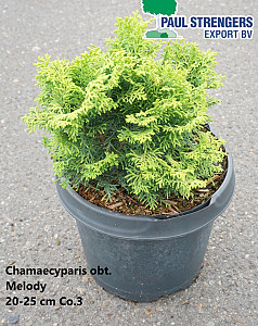 Chamaecyparis obt. Melody