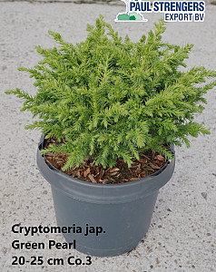Cryptomeria jap. Green Pearl