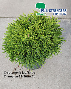 Cryptomeria jap. Little Champion