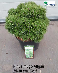 Pinus mugo Allgäu