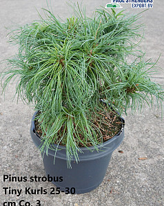 Pinus strobus Tiny Kurls