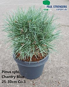 Pinus sylv. Chantry Blue