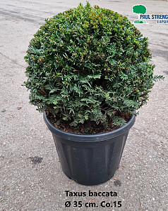Taxus baccata