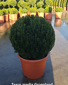 Taxus media Groenland
