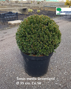 Taxus media Groenland